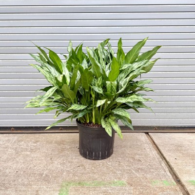Aglaonema 'Romeo' 14in - Washington - Cascade Tropicals