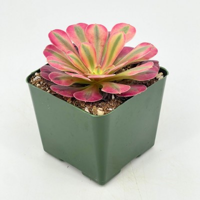 Quality indoor plants from Cascade Tropicals - Cascade Tropicals