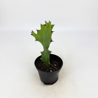 Euphorbia lactea