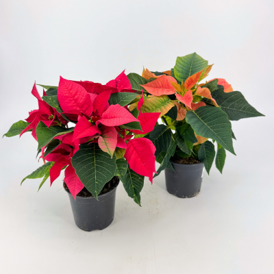 Poinsettia - Pink