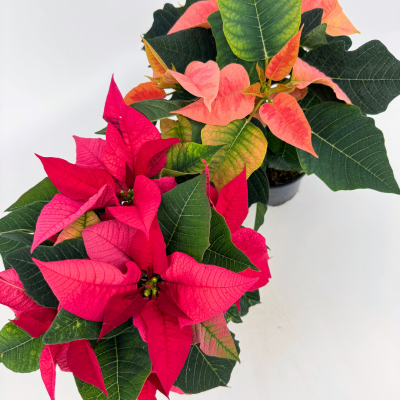 Poinsettia - Pink