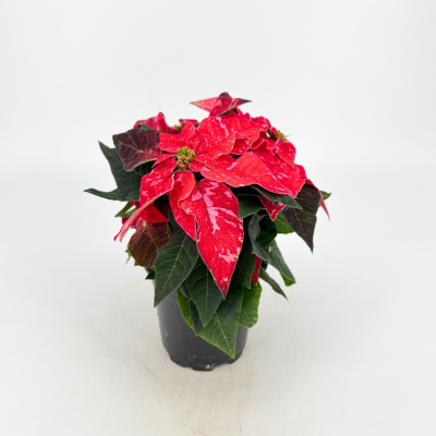 Poinsettia - Princettia Sparkling Rouge
