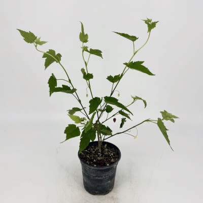 Quality indoor plants from Cascade Tropicals - Cascade Tropicals