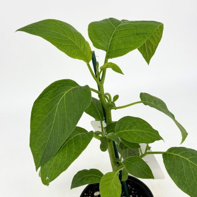 Brugmansia 'Little Angel White'