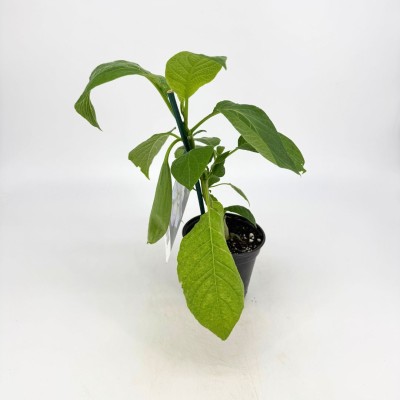 Brugmansia 'Little Angel White'