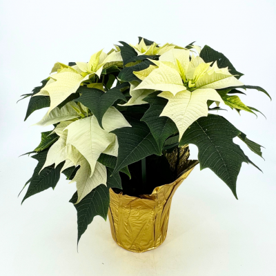 Poinsettia - White