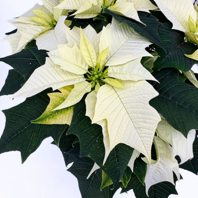 Poinsettia - White