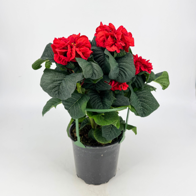 Poinsettia - Winter Rose