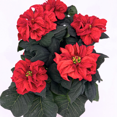 Poinsettia - Winter Rose