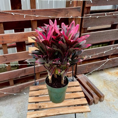 Cordyline frut. 'Red Hawaiian Compacta'