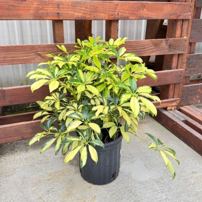 Schefflera arboricola 'Gold Capella' 8in - Washington - Cascade Tropicals