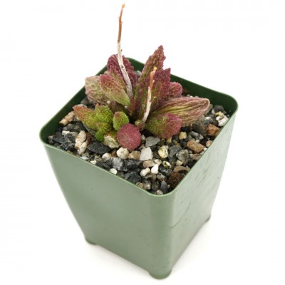 Quality indoor plants from Cascade Tropicals - Cascade Tropicals