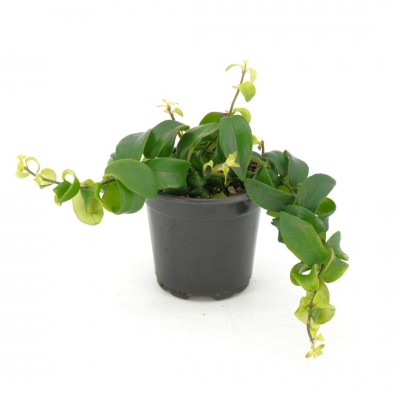 Aeschynanthus rad. 'Rasta'
