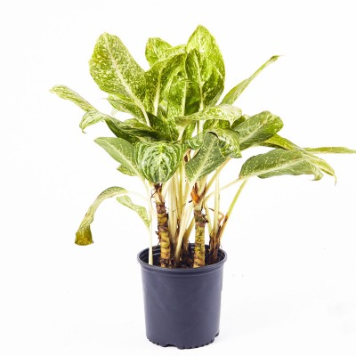 Aglaonema 'Brilliant' 10in - Washington - Cascade Tropicals