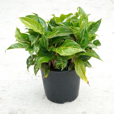 アグラオネマ Butterfly Aglaonema Butterfly (5