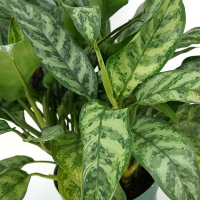 Aglaonema 'Mary Ann'