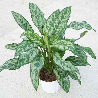Aglaonema 'Romeo'