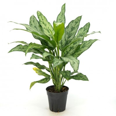 Aglaonema 'Romeo'