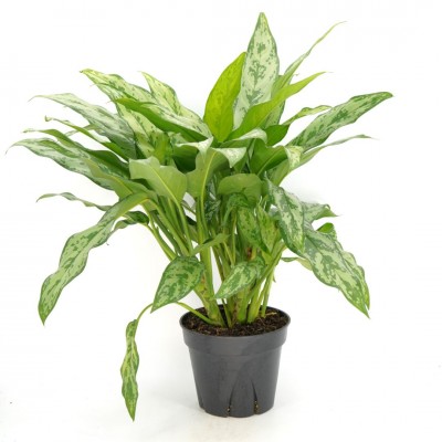 Aglaonema 'Romeo'