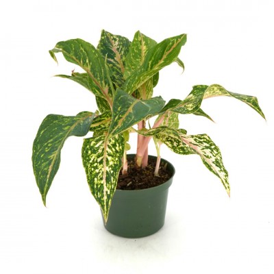 Aglaonema 'Butterfly'