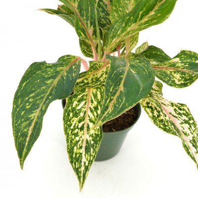 Aglaonema 'Butterfly'