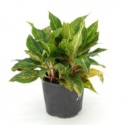 アグラオネマ Butterfly Aglaonema Butterfly (5