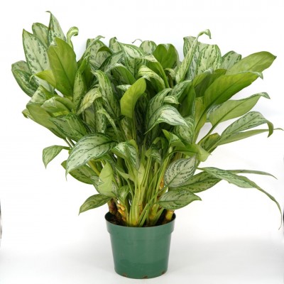 Aglaonema 'Maria Christina'