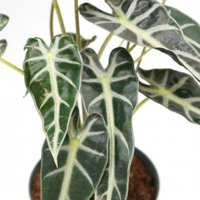 Alocasia amazonica 'Bambino'