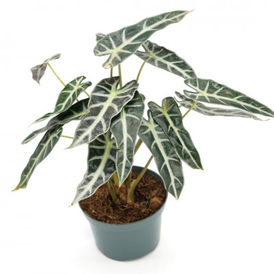Alocasia amazonica 'Bambino'