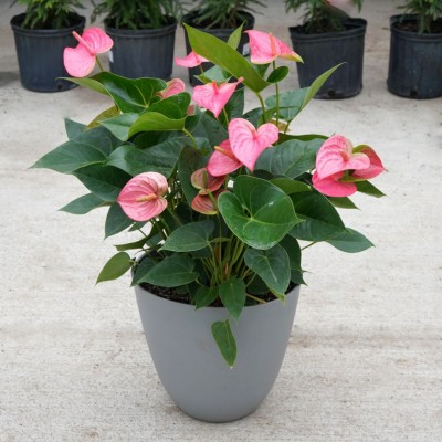 Anthurium andraeanum pink - pot