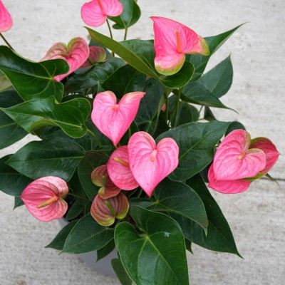Anthurium andraeanum pink - pot