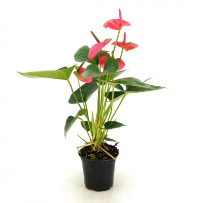 Anthurium andraeanum pink - pot 12in - Washington - Cascade Tropicals