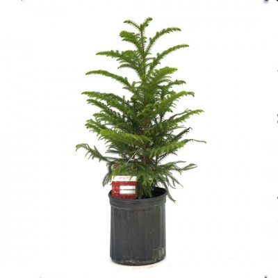 Araucaria heterophylla - 3ft OAH