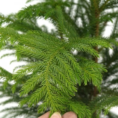 Araucaria heterophylla - 3ft OAH