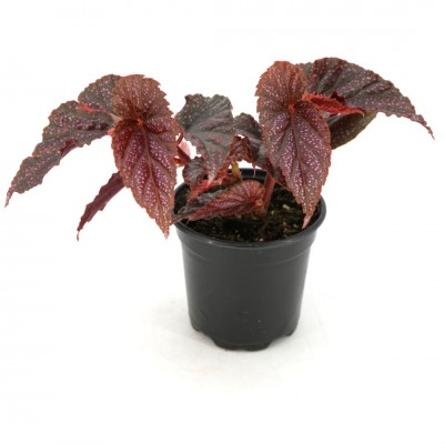 Begonia maculata Pink Spot