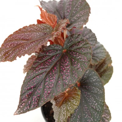 Begonia maculata Pink Spot