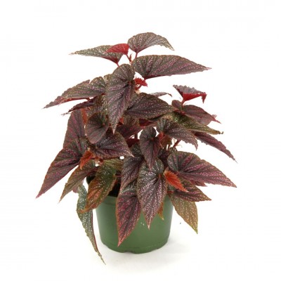 Begonia maculata Pink Spot