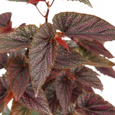 Begonia maculata Pink Spot