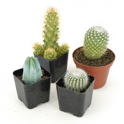 Cactus assorted