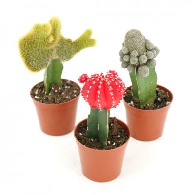 Cactus assorted - grafted