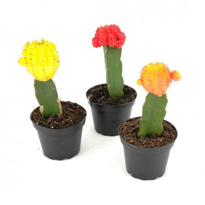 Cactus assorted - grafted