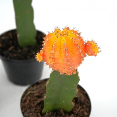 Cactus assorted - grafted