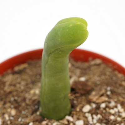 Trichocereus bridgesii monstrose