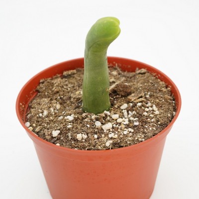Trichocereus bridgesii monstrose