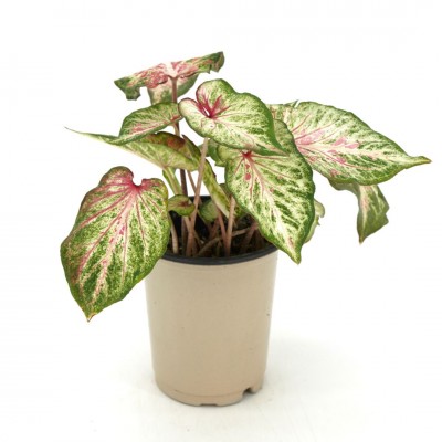 Caladium assorted