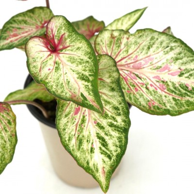 Caladium assorted