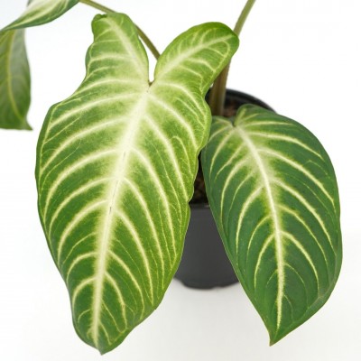 Caladium lindenii 'Magnificum'