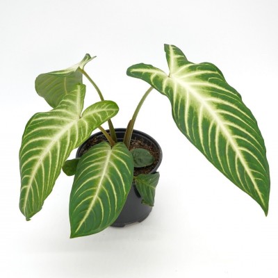 Caladium lindenii 'Magnificum'