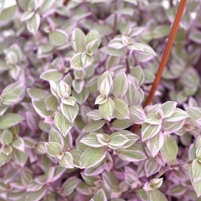 Callisia repens 'Pink Panther' - HB