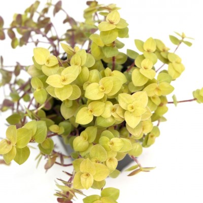 Callisia repens - HB